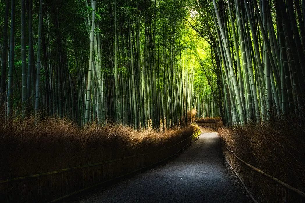 Bambus als Werkstoff, nachhaltig Bambus