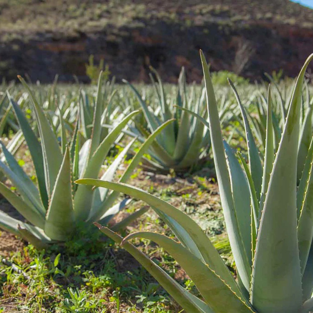 Aloe Vera Farm Spanien