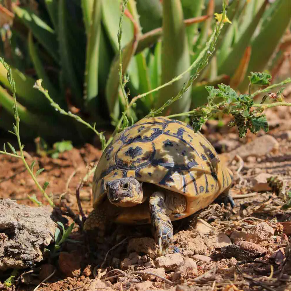 Maurische Landschildkröte