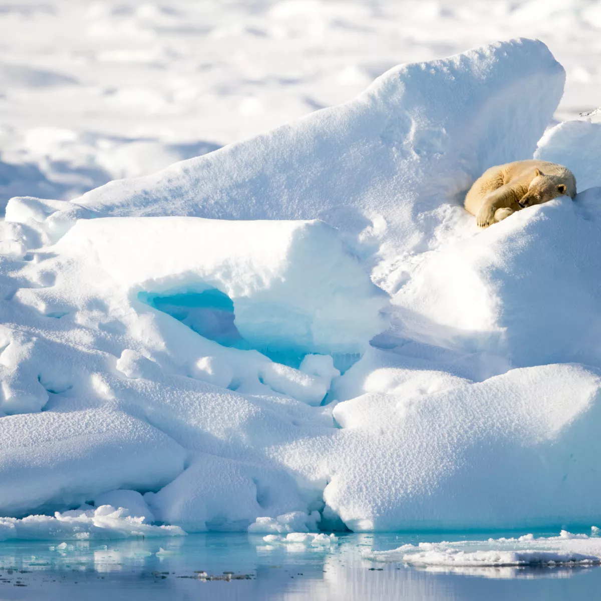 Eisbär in der Arktis bei Spitzbergen.