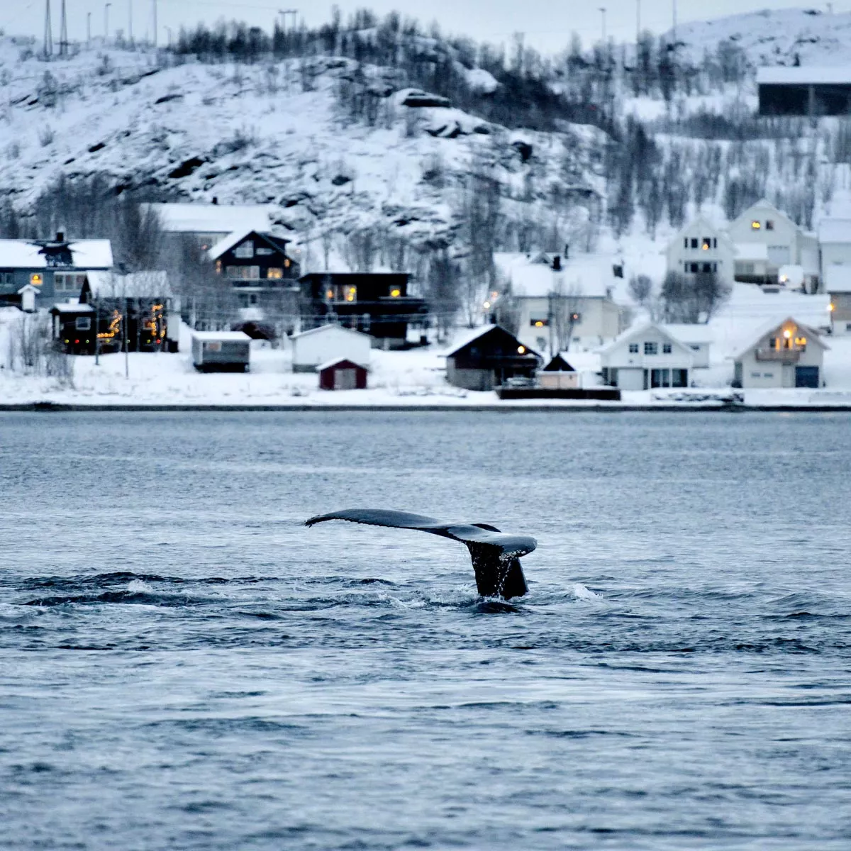 Wal vor Tromsø.