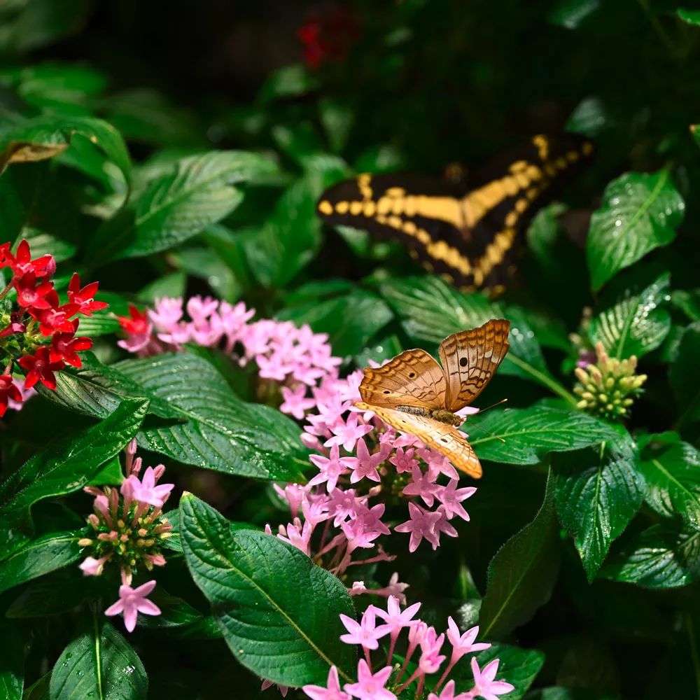 Schmetterlinge im Richard Gilder Museum