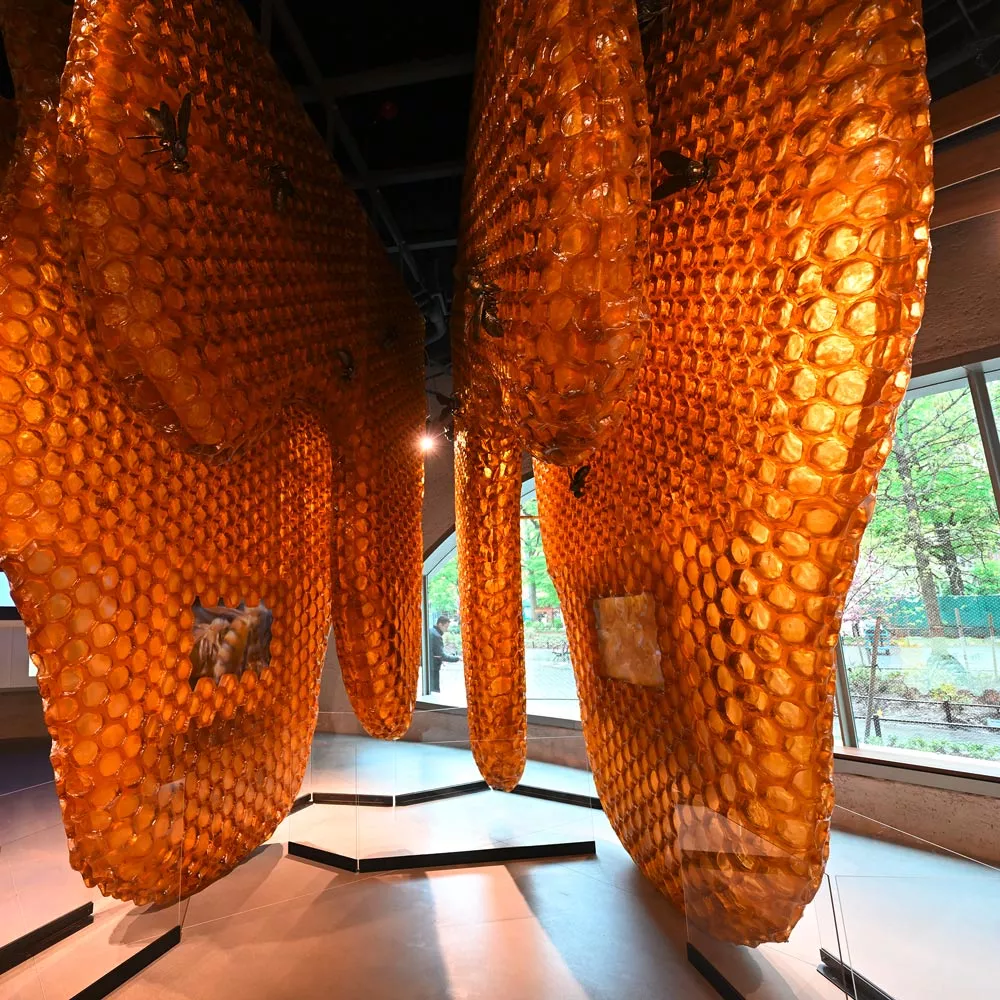 Gigantische Bienenstöcke im Richard Gilder Museum