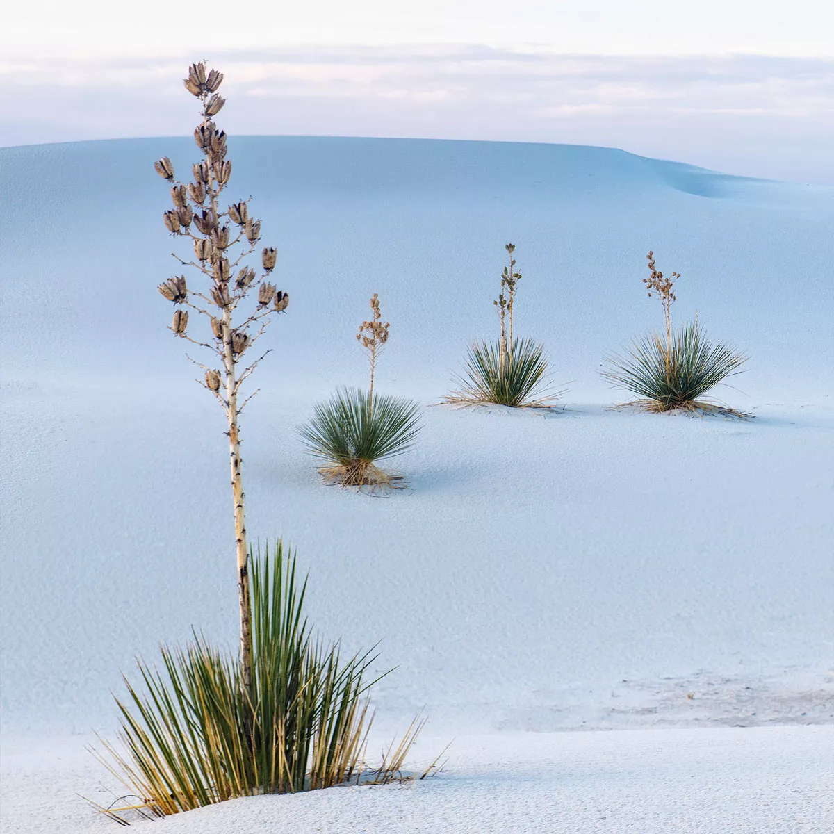Naturwunder: Der White-Sands-Nationalpark in Mexiko.
