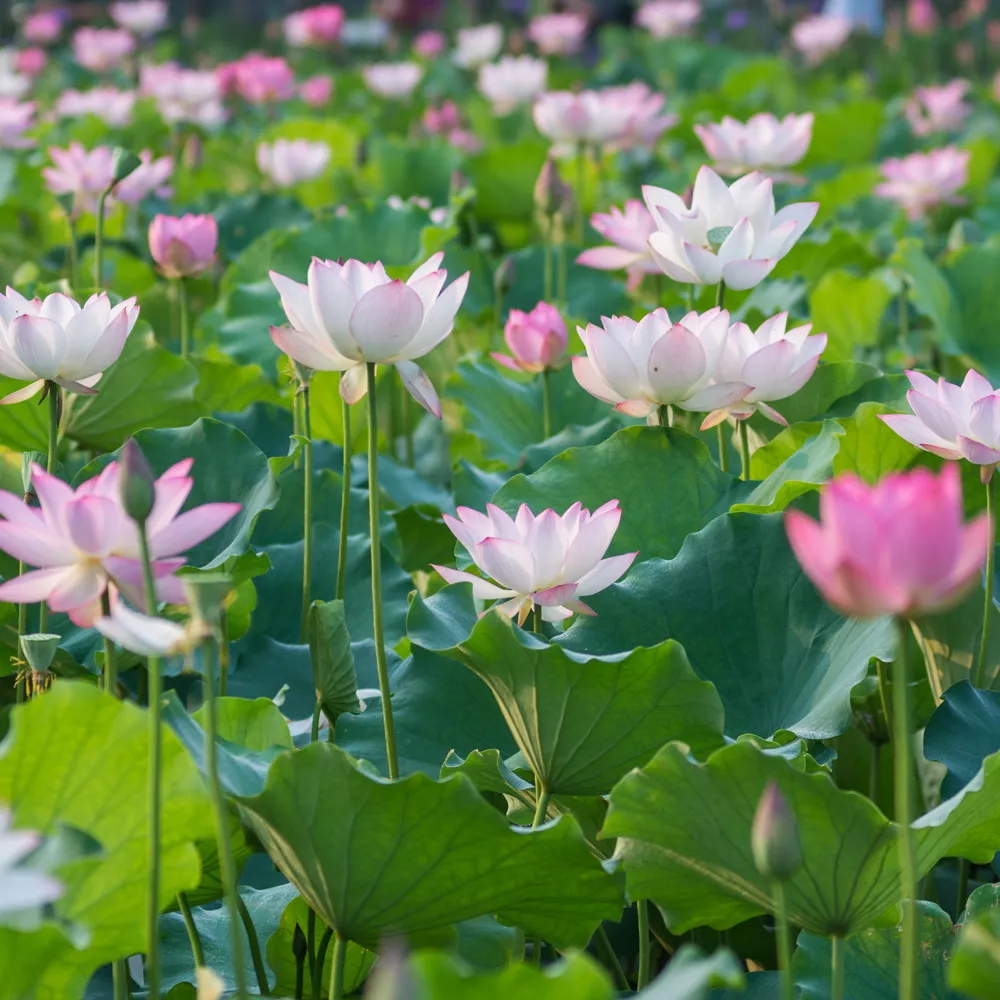 Lotusblumen.