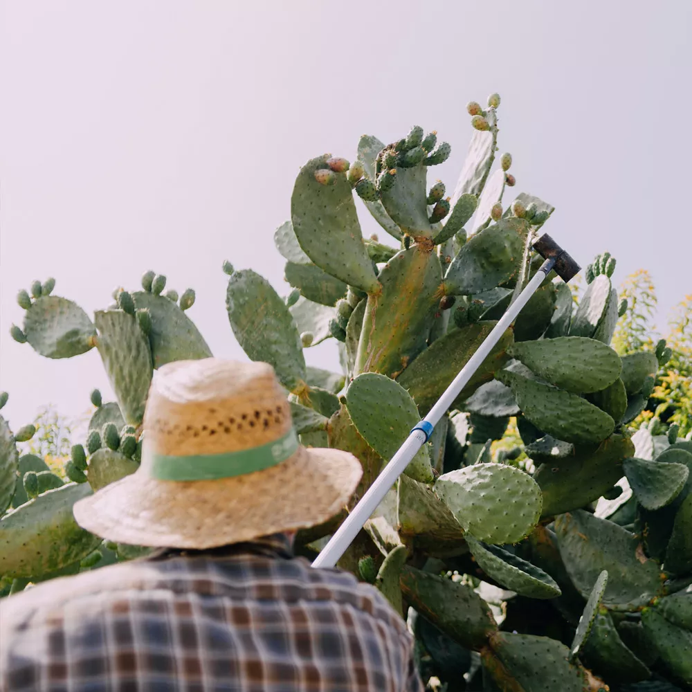 Farmer erntet Kaktusfeigen