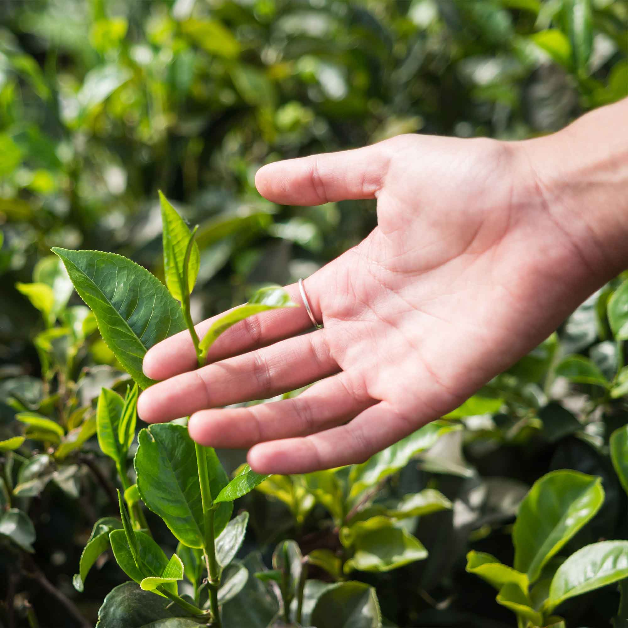 Anbau von Teepflanzen im Garten.