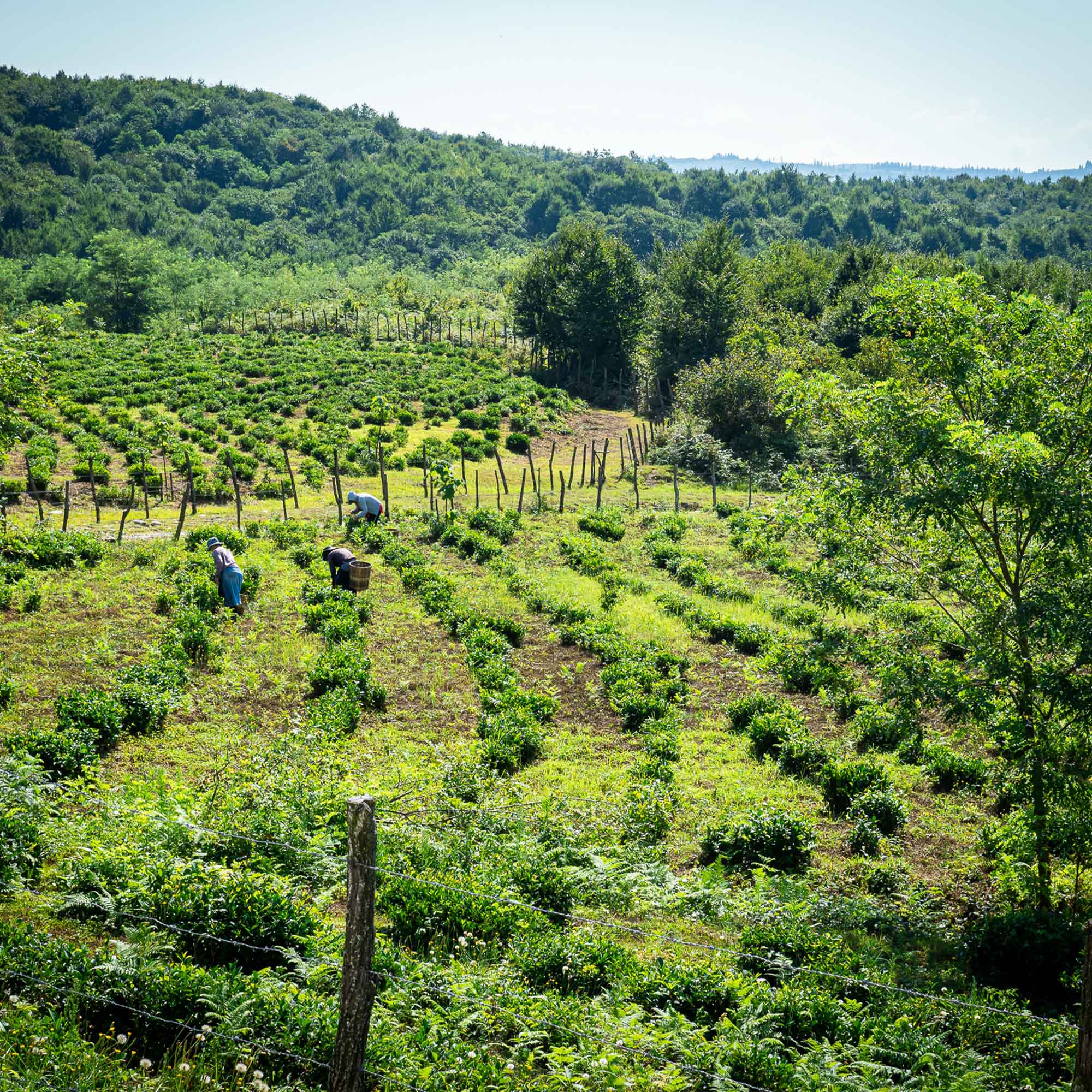 Die Teeplantage in Georgien.