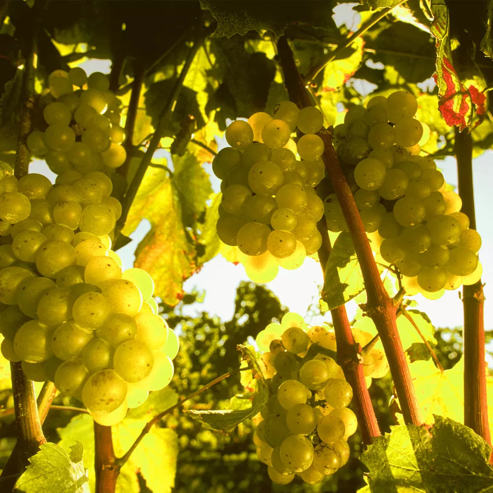 Helle Weintrauben wachsen gegen die Sonne.