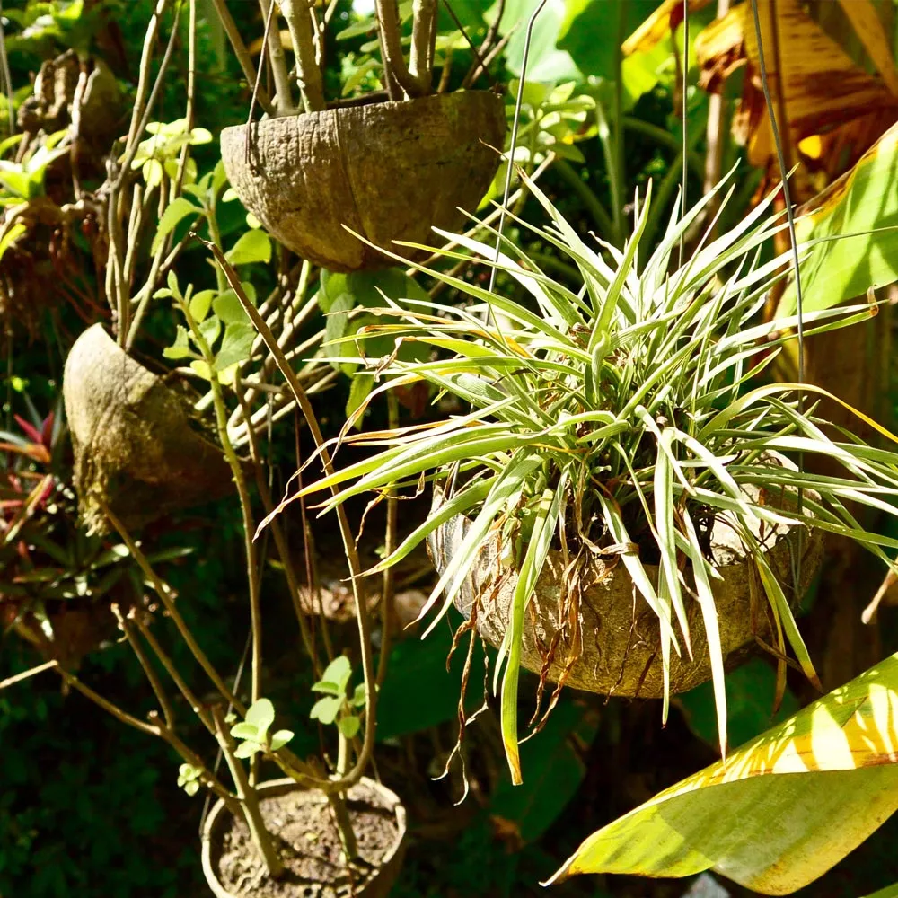 Pflanzen in einer Kokosnussschale.