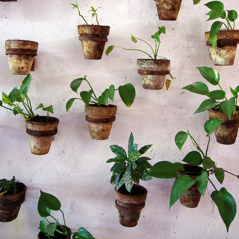 Pflanzenwand: Blumentöpfe mit Pflanzen hängen an Wand