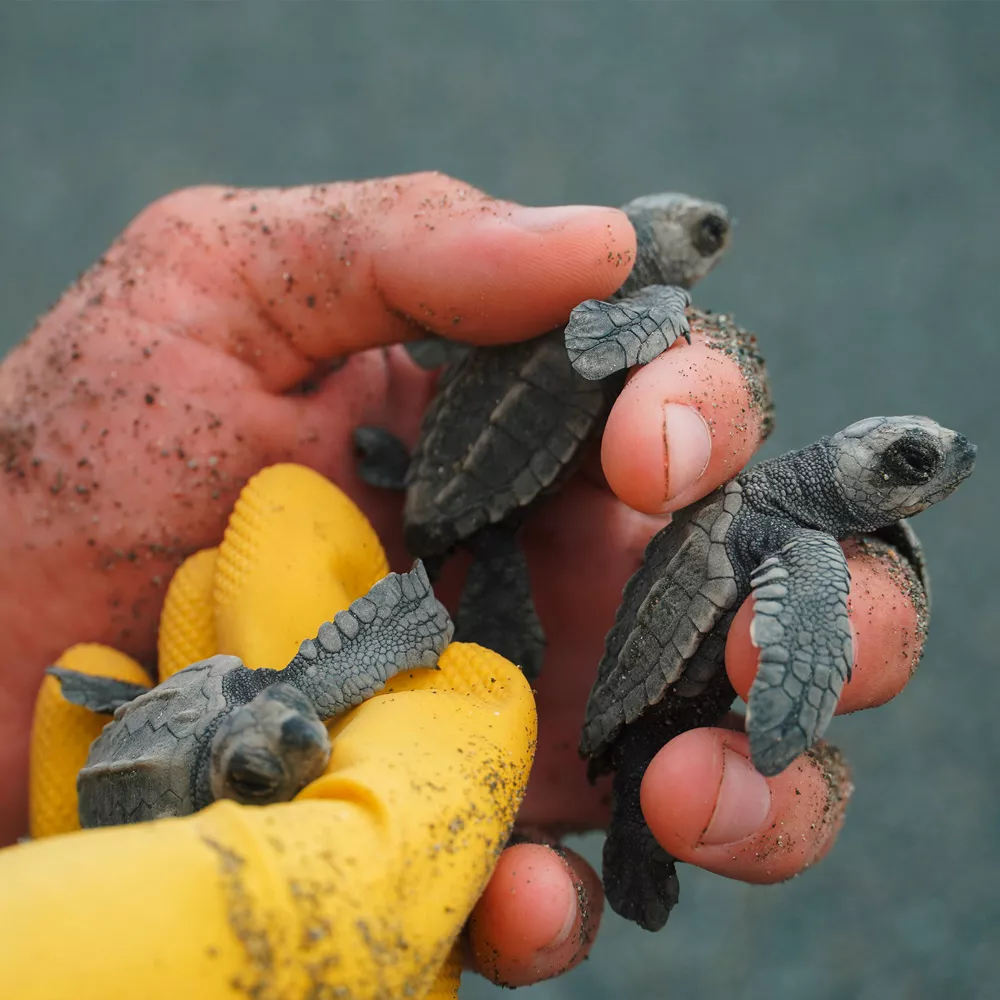 Jemand hält kleine Schildkröten in den Händen.