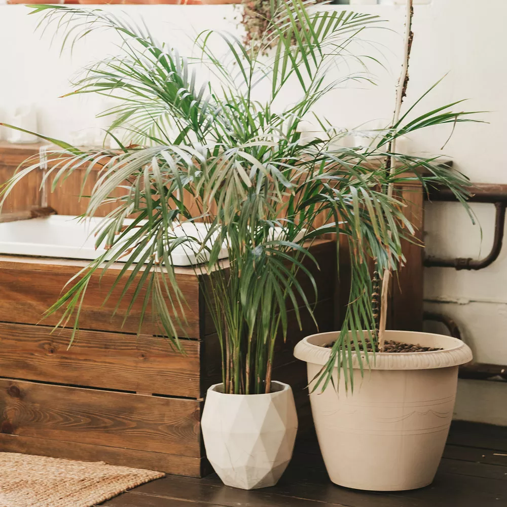 Die Areca-Palme: Eine luftreinigende Pflanze.