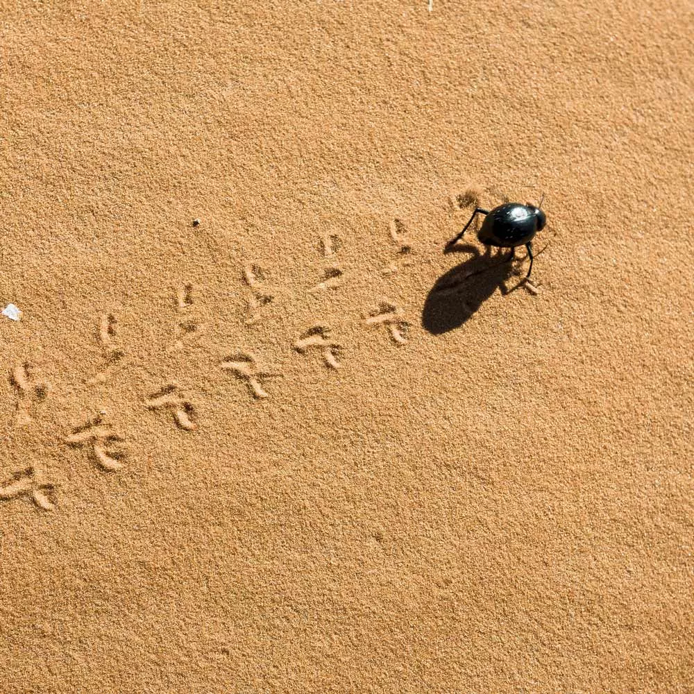 Wasser-Innovationen: Käfer im Sand, der Wasser auffängt