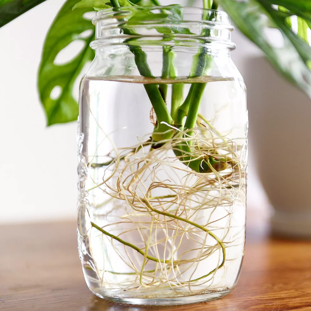 Water Plant in einem Glas.