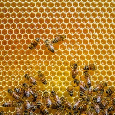 Mit Wildblumen Bienen retten