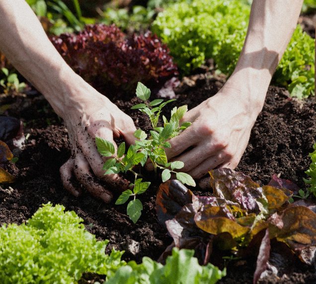Permakultur Gemüse anbauen Urban Gardening
