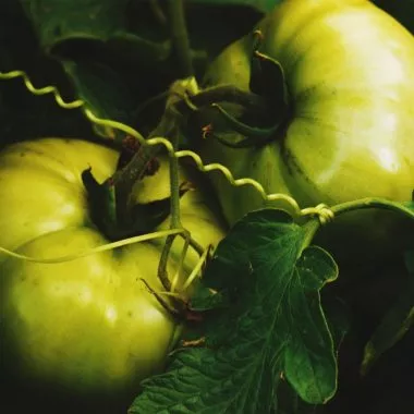 Tomaten Permakultur