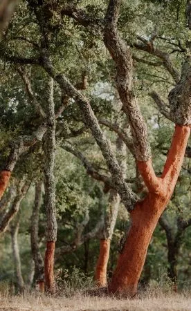 Geschälte Korkbäume
