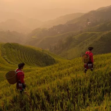 Reiswasser: Yao-Frauen im Reisfeld.
