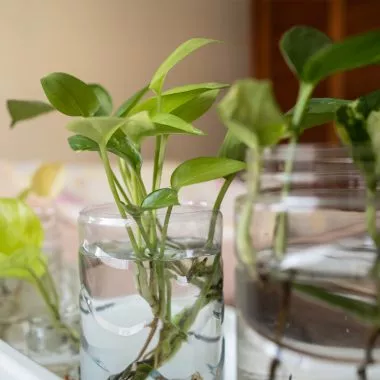 Water Plants auf einem Tisch.