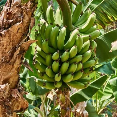 Aus Bananenfasern wird Stoff: Bananenstaude